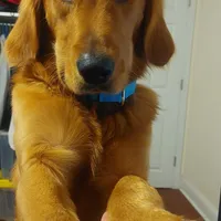 Purebred Golden Retriever, a male English Cream Golden Retriever for sale in Rock Tavern, NY – Photo 2 of 3