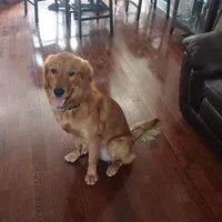Purebred Golden Retriever, a male English Cream Golden Retriever for sale in Rock Tavern, NY – Photo 3 of 3