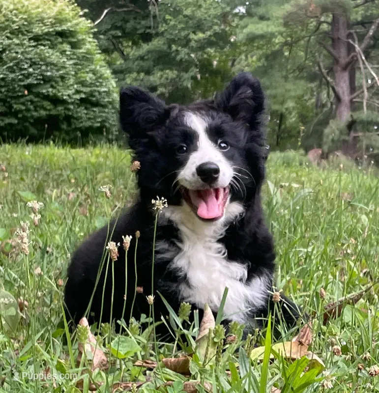 2 months Border collie female – Border Collie puppy for sale in Rock Tavern, NY