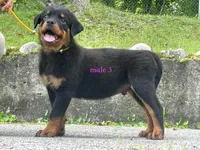 Purebred Rottweiler male 3, a male Rottweiler for sale in Newburgh, NY – 4 of 4