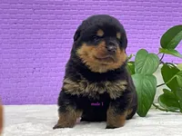 Purebred Rottweiler pup 2, a male Rottweiler for sale in Rock Tavern, NY – 6 of 10