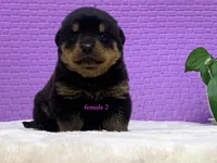 Purebred Rottweiler pup 1, a female Rottweiler for sale in Rock Tavern, NY – 8 of 10