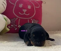 AKC Rottweiler male 2, a male Rottweiler for sale in Newburgh, NY – 2 of 3