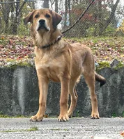 Rottweiler cross female, a female Rottweiler for sale in Rock Tavern, NY – 2 of 2