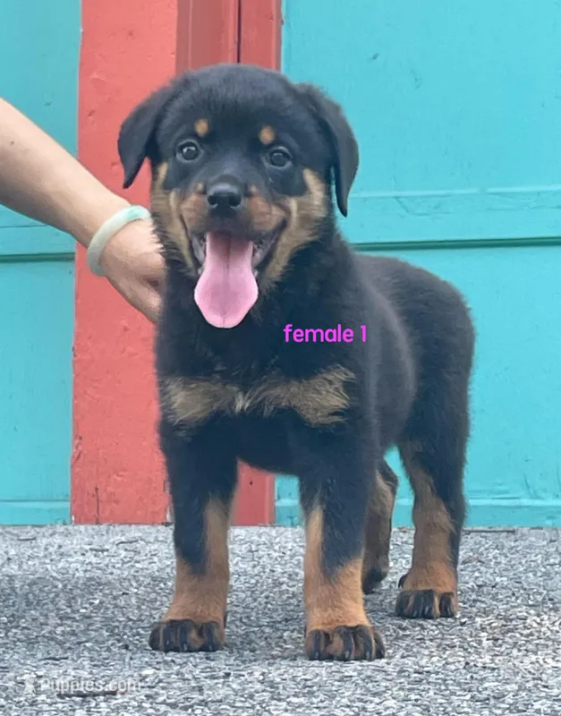 Purebred Rottweiler female 1 – Rottweiler puppy for sale in Newburgh, NY