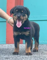 Purebred Rottweiler female 1, a female Rottweiler for sale in Newburgh, NY – 1 of 7