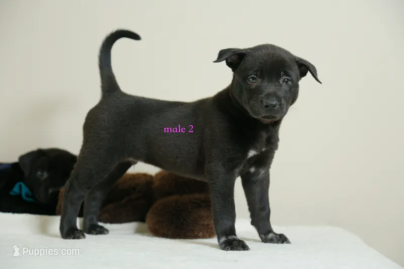 Formosan Mountain Dog 2 – Entlebucher Mountain Dog puppy for sale in Newburgh, NY