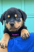Purebred Rottweiler female 2, a female Rottweiler for sale in Newburgh, NY – 2 of 6