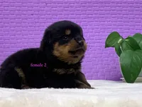 Purebred Rottweiler pup 1, a female Rottweiler for sale in Rock Tavern, NY – 7 of 10