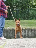 Taiwan dog male, a male Aidi (Atlas Mountain Dog) for sale in Newburgh, NY – 5 of 7