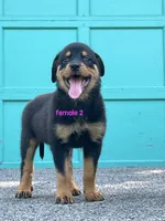 Purebred Rottweiler female 2, a female Rottweiler for sale in Newburgh, NY – 5 of 6