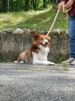 Shetland/Border collie female, a female Shetland Sheepdog and Border Collie for sale in Newburgh, NY – 4 of 6