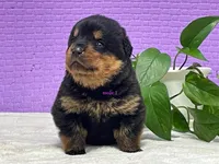 Purebred Rottweiler pup 2, a male Rottweiler for sale in Rock Tavern, NY – 5 of 10