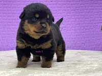 Purebred Rottweiler pup 2, a male Rottweiler for sale in Rock Tavern, NY – 8 of 10