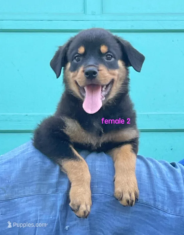 Purebred Rottweiler female 2 – Rottweiler puppy for sale in Newburgh, NY