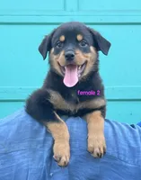 Purebred Rottweiler female 2, a female Rottweiler for sale in Newburgh, NY – 1 of 6