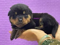 Purebred Rottweiler pup 1, a female Rottweiler for sale in Rock Tavern, NY – 9 of 10