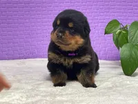 Purebred Rottweiler pup 2, a male Rottweiler for sale in Rock Tavern, NY – 4 of 10