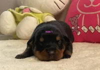 AKC Rottweiler male 1, a male Rottweiler for sale in Newburgh, NY – 2 of 5