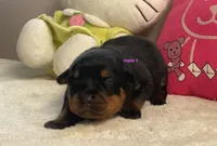 AKC Rottweiler male 1, a male Rottweiler for sale in Newburgh, NY – 1 of 5
