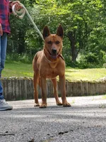 Taiwan dog male, a male Aidi (Atlas Mountain Dog) for sale in Newburgh, NY – 1 of 7