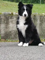 2 months Border collie female, a female Border Collie for sale in Rock Tavern, NY – 5 of 6
