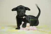 Purebred Formosan Mountain Taiwai Dog 2, a female Taiwan for sale in Newburgh, NY – 3 of 4