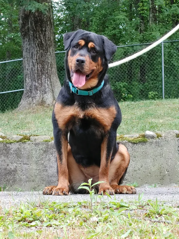 Rottweiler female – Rottweiler puppy for sale in Newburgh, NY