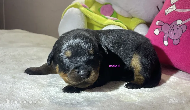 AKC Rottweiler male 2 – Rottweiler puppy for sale in Newburgh, NY