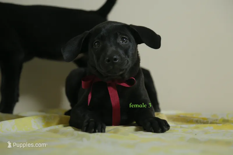 Purebred Formosan Mountain Taiwan Dog 4 – Taiwan puppy for sale in Newburgh, NY