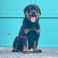Purebred Rottweiler female 1, a female Rottweiler for sale in Newburgh, NY – 6 of 7