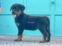 Purebred Rottweiler female 1, a female Rottweiler for sale in Newburgh, NY – 3 of 7