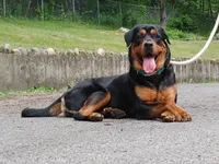 Rottweiler female, a female Rottweiler for sale in Newburgh, NY – 2 of 6