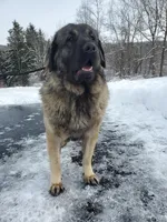 Spanish mastiff cross female, a female Spanish Mastiff and Caucasian Ovcharka for sale in Rock Tavern, NY – Photo 2 of 6