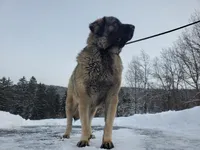 Spanish mastiff cross female, a female Spanish Mastiff and Caucasian Ovcharka for sale in Rock Tavern, NY – Photo 6 of 6