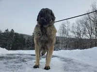 Spanish mastiff cross female, a female Spanish Mastiff and Caucasian Ovcharka for sale in Rock Tavern, NY – Photo 4 of 6