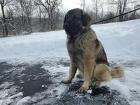 Spanish mastiff cross female, a female Spanish Mastiff and Caucasian Ovcharka for sale in Rock Tavern, NY – Photo 3 of 6