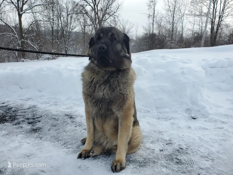 Spanish mastiff cross female
