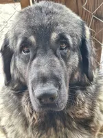 Spanish mastiff cross female, a female Spanish Mastiff and Caucasian Ovcharka for sale in Rock Tavern, NY – Photo 5 of 6