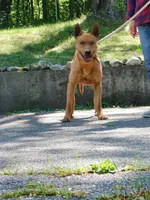 Taiwan dog male, a male Aidi (Atlas Mountain Dog) for sale in Newburgh, NY – 4 of 7