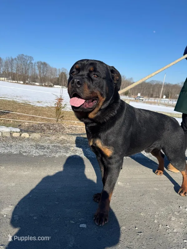 Purebred Rottweiler – Rottweiler puppy for sale in Rock Tavern, NY