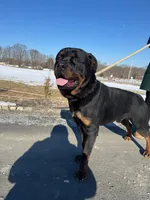 Purebred Rottweiler, a male Rottweiler for sale in Rock Tavern, NY – Photo 1 of 7