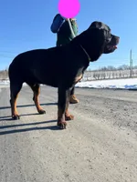 Purebred Rottweiler, a male Rottweiler for sale in Rock Tavern, NY – Photo 7 of 7
