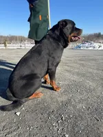 Purebred Rottweiler, a male Rottweiler for sale in Rock Tavern, NY – Photo 5 of 7