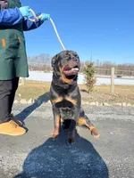 Purebred Rottweiler, a male Rottweiler for sale in Rock Tavern, NY – Photo 2 of 7