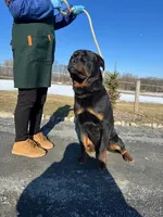 Purebred Rottweiler, a male Rottweiler for sale in Rock Tavern, NY – Photo 3 of 7