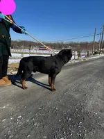 Purebred Rottweiler, a male Rottweiler for sale in Rock Tavern, NY – Photo 4 of 7