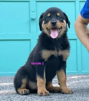 Purebred Rottweiler female 2, a female Rottweiler for sale in Newburgh, NY – 4 of 6