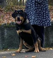 Rottweiler cross male, a male Rottweiler for sale in Rock Tavern, NY – 2 of 3