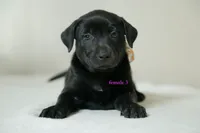 Formosan Mountain Dog female 3, a female Golden Mountain Doodle for sale in Newburgh, NY – 4 of 5